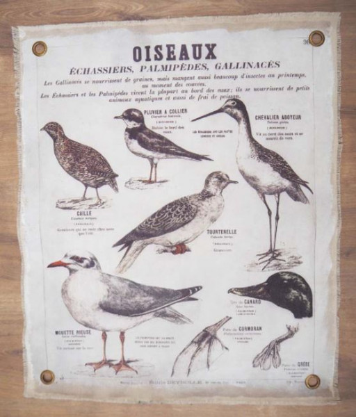 Toise oiseaux
